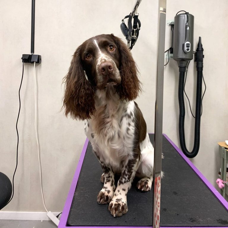 Gezonde en verzorgde hond na trimbeurt bij hondentrimmer in Dronten nabij Elburg en Harderwijk