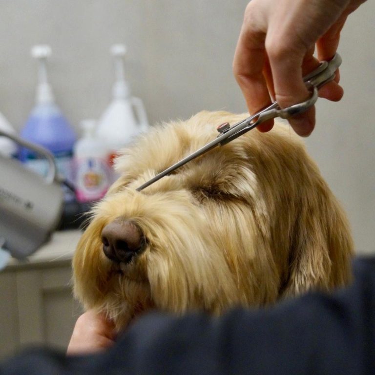 Blije hond na trimbehandeling bij hondentrimsalon voor regio Dronten, Biddinghuizen en Lelystad