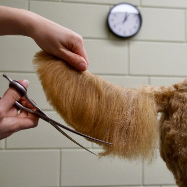 Netjes geknipte hond na behandeling in hondentrimsalon regio Dronten en Biddinghuizen