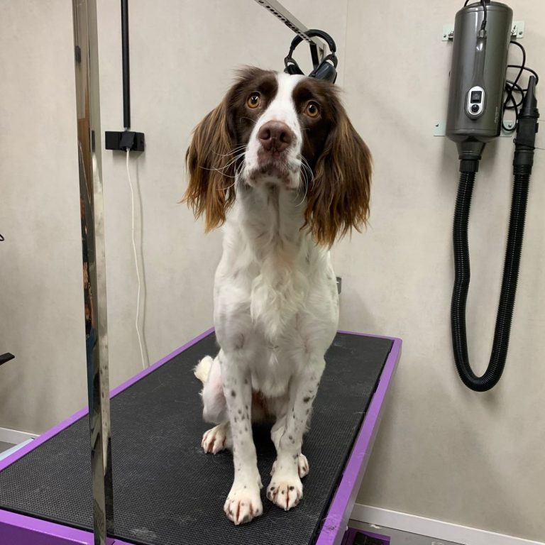 Mooi getrimde hond na professionele vachtverzorging bij hondentrimmer in Dronten, Flevoland